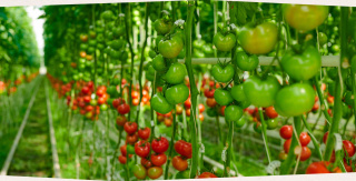 Tomaten mit unterschiedlichem Reifegrad - Biogemüse Hegau