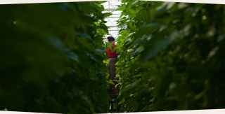 Ernte von Gurken im Gewächshaus - Biogemüse Hegau