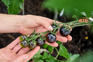 Mitarbeiter von Biogemüse Hegau